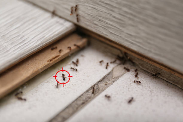 Best Rat Extermination Near Me  in West Fargo, ND